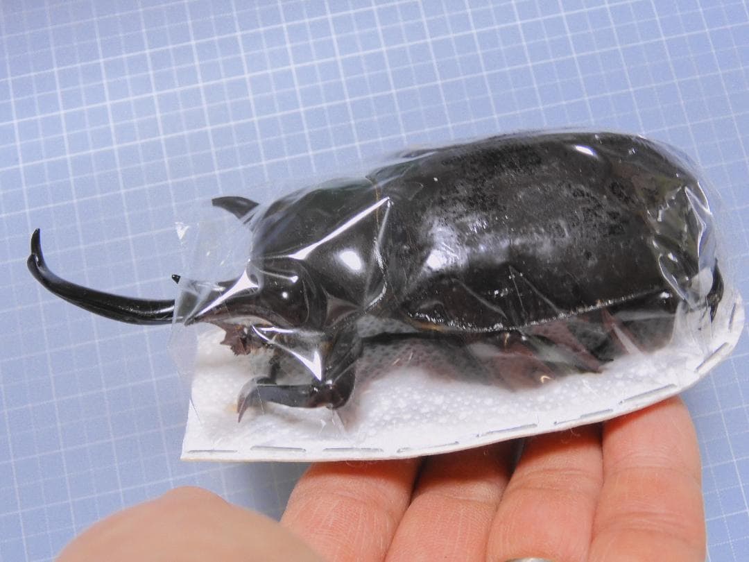 ペルー産　マルスゾウカブト　109mm