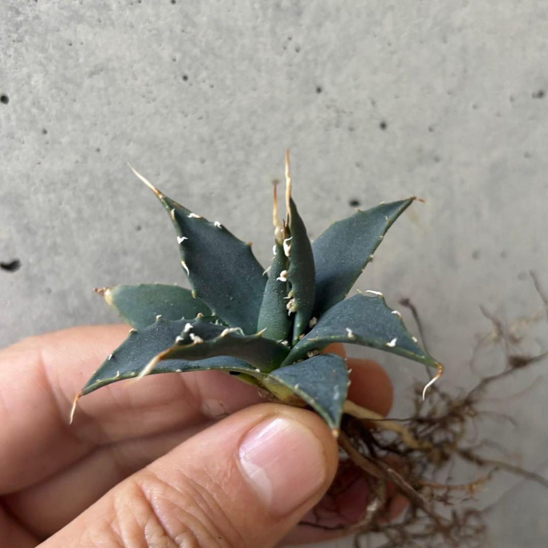 アガベ　ユタエンシス　エボリスピナ　小苗　実生14株セット