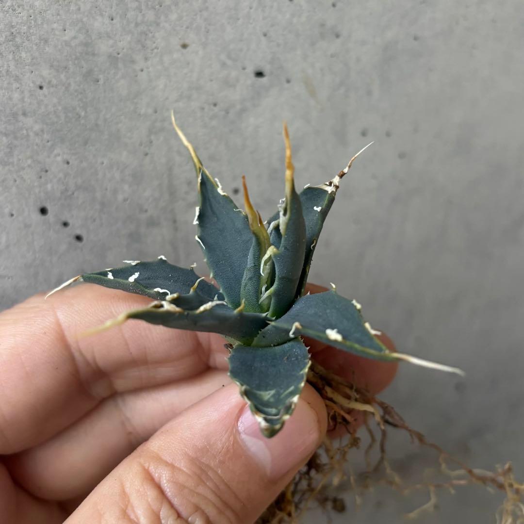 アガベ　ユタエンシス　エボリスピナ　小苗　実生14株セット