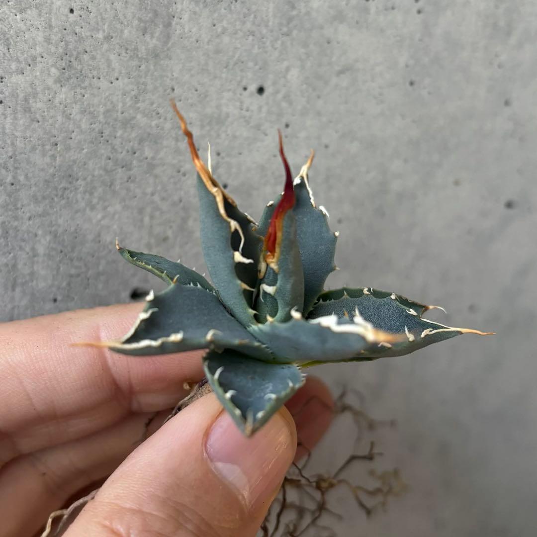 アガベ　ユタエンシス　エボリスピナ　小苗　実生14株セット