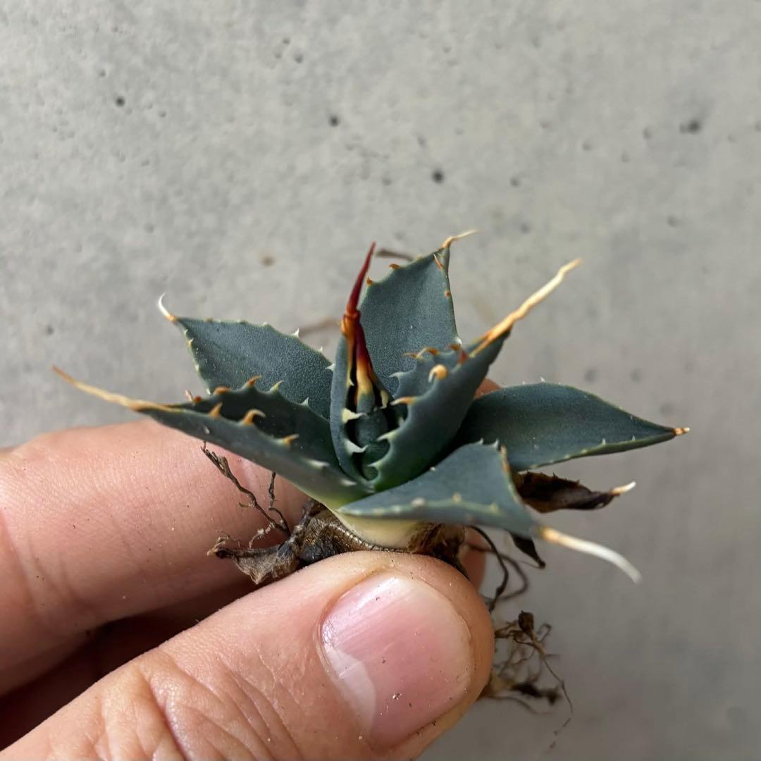 アガベ　ユタエンシス　エボリスピナ　小苗　実生14株セット