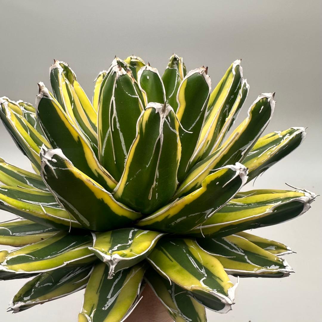 多肉植物・アガベ　笹の雪の黄覆輪/輝山/美しい斑入り