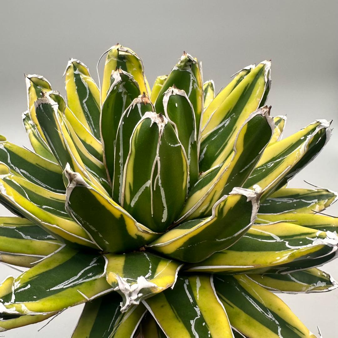 多肉植物・アガベ　笹の雪の黄覆輪/輝山/美しい斑入り