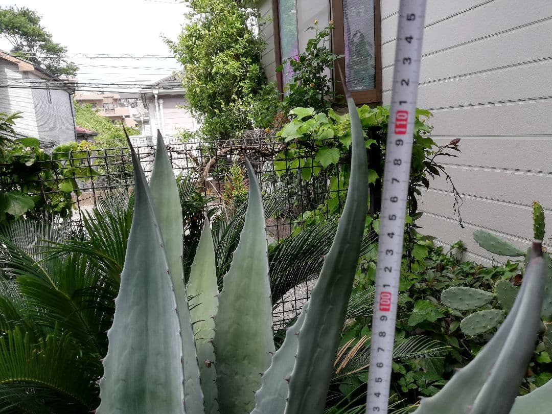 アガベ　アメリカーナ？（掘り取り＆持ち帰り　お願いします）