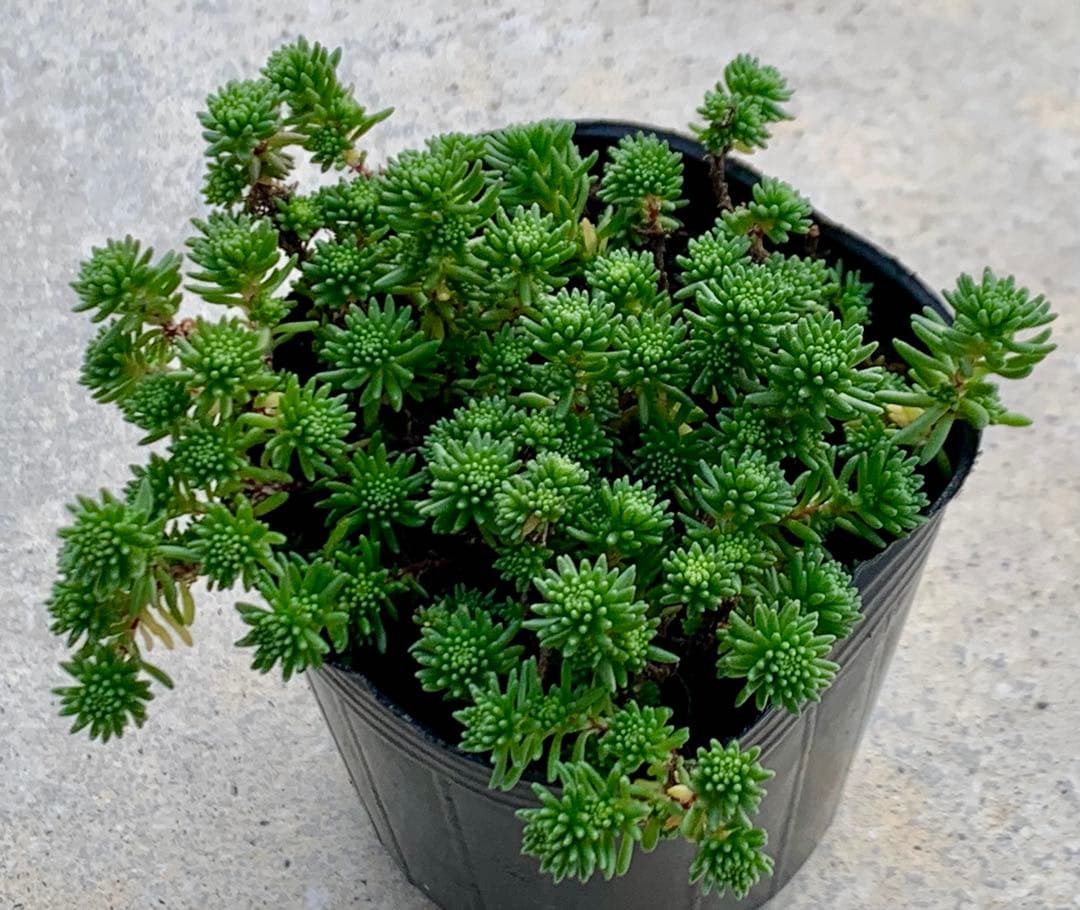 超レア！グラシル　多肉植物　6cmポット　抜き苗　いちかわふぁーむさん