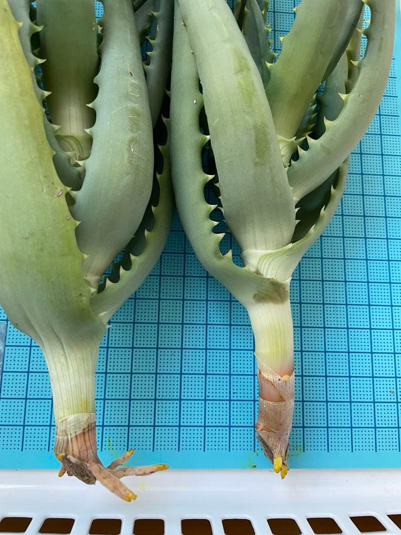 キダチアロエ 約30㎝ 2本 発根済みカット苗多肉植物