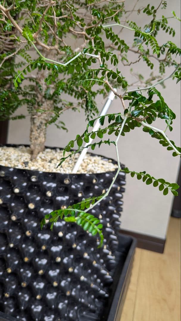 実生9年　鉢底から1m越　オペルクリカリア　パキプス　塊根　引取希望