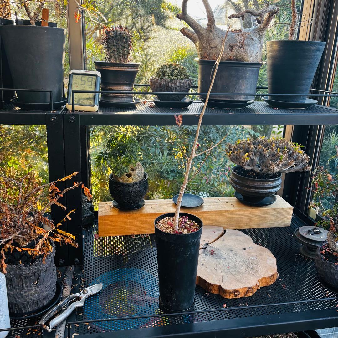 ayuma 実生 オペルクリカリア ムルチジュガ