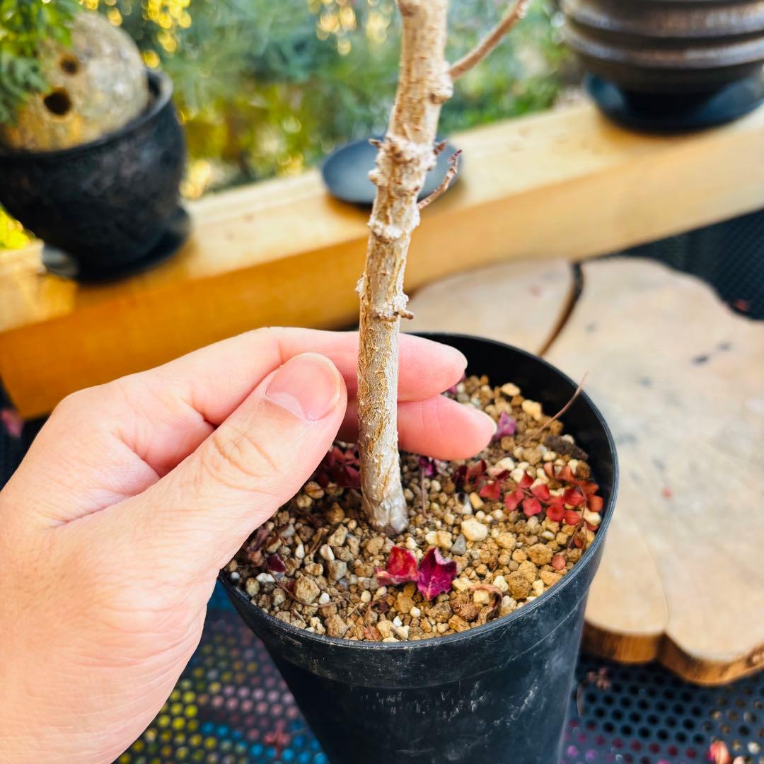 ayuma 実生 オペルクリカリア ムルチジュガ