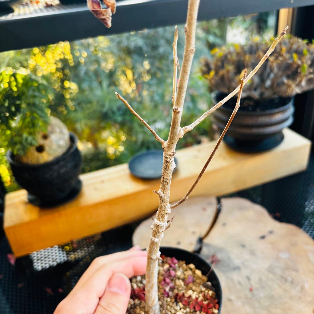 ayuma 実生 オペルクリカリア ムルチジュガ