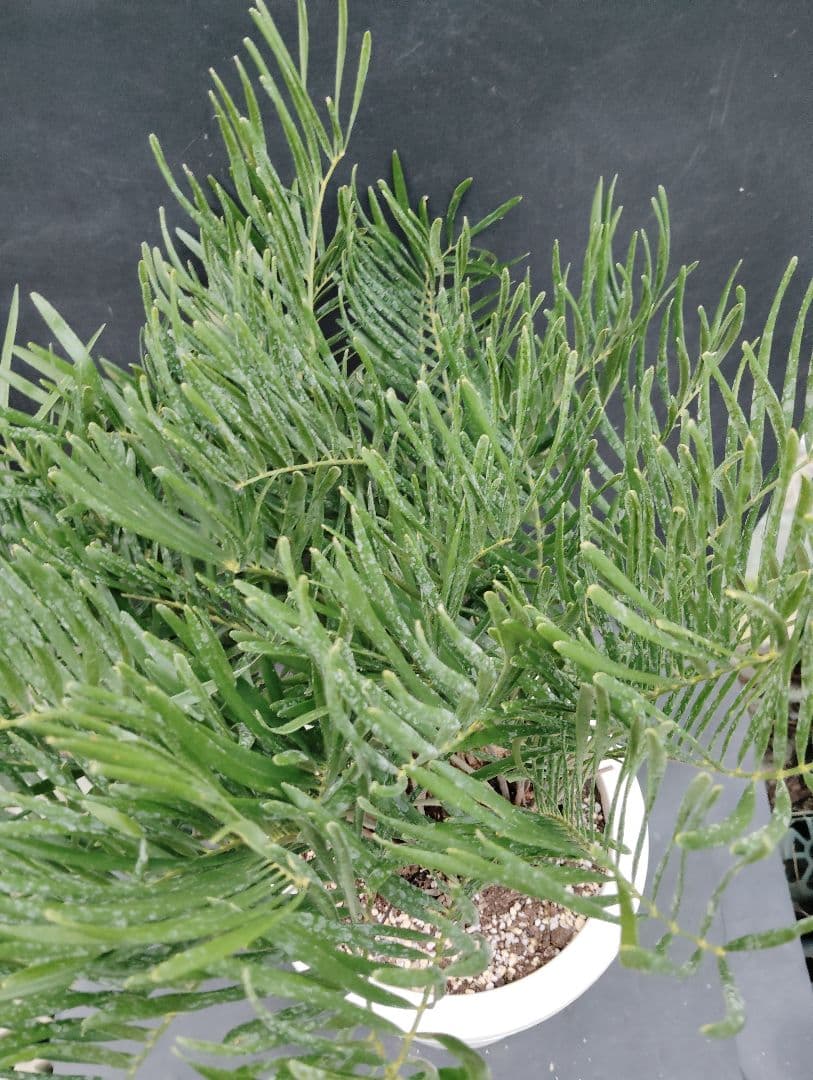 ザミア　フロリダーナ　４頭