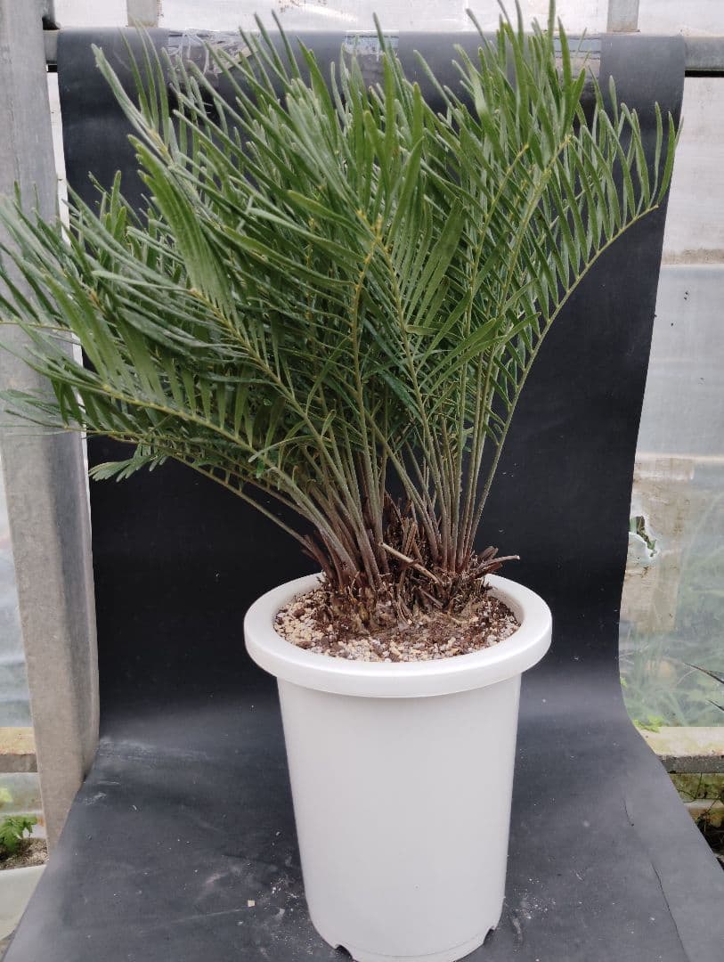 ザミア　フロリダーナ　４頭