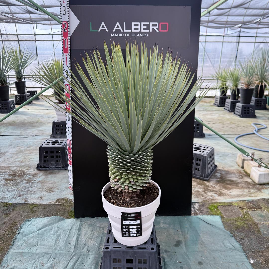 【AL-F1166】ユッカロストラータ　ホワイト個体