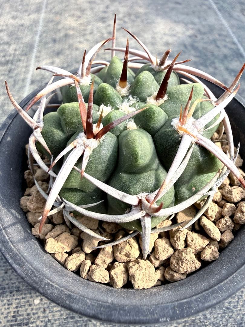 フェロシオール　ギムノカリキウム　サボテン　魔天竜　天平丸