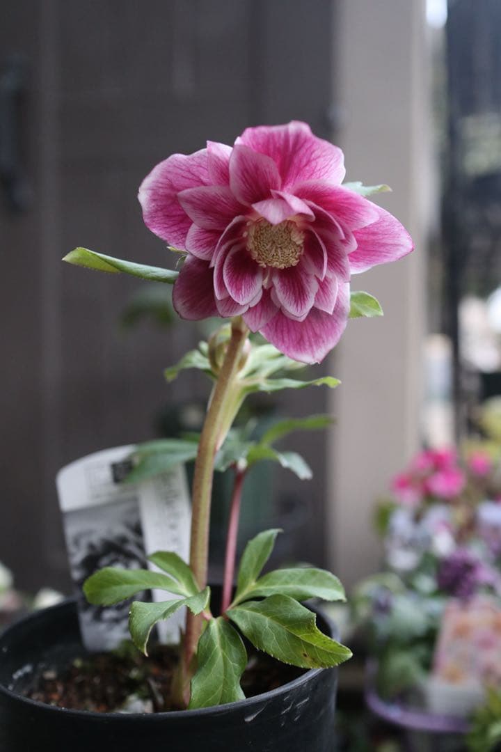 ♡広瀬園芸♡ ソレイユ系　白抜けグラデーション