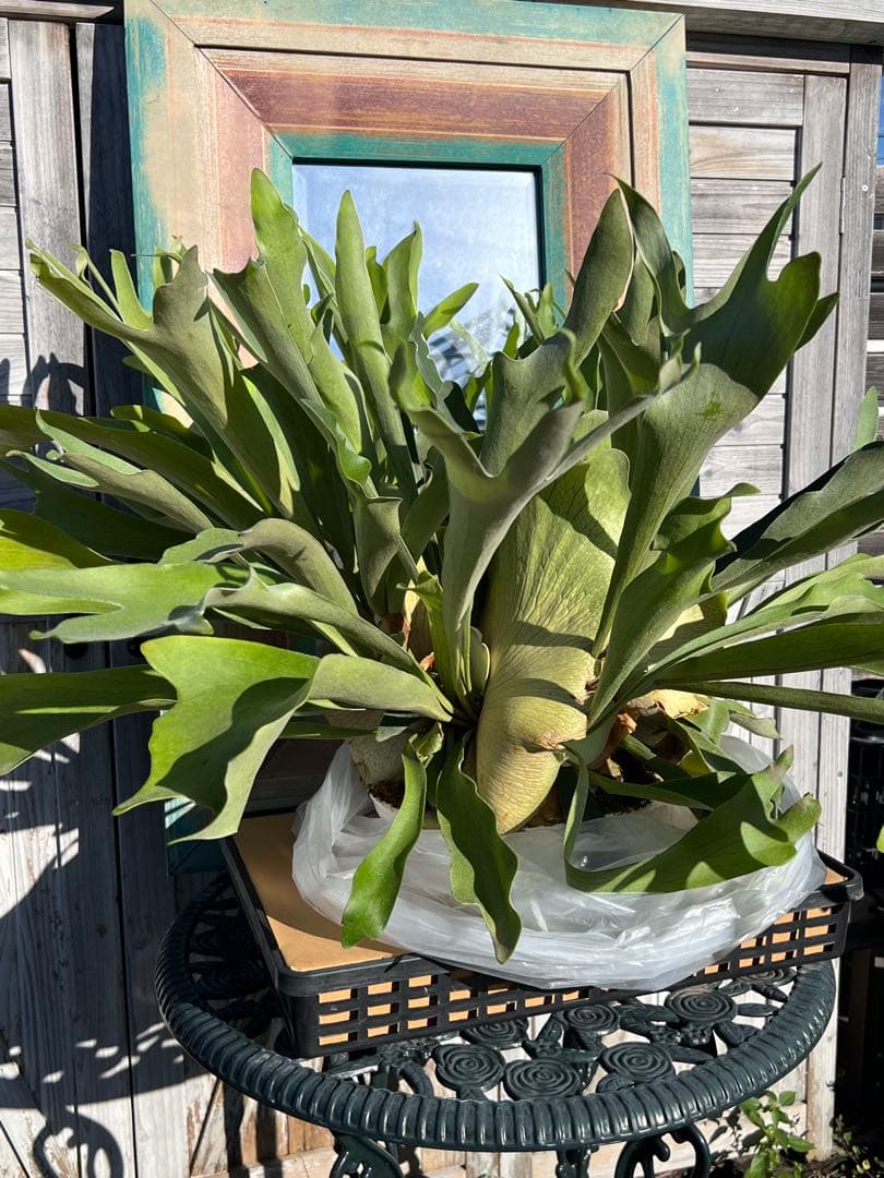 特大size 【ビカクシダ ネザーランド】 現物発送