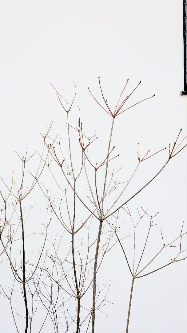 素性良好。山採りドウダンツツジ。