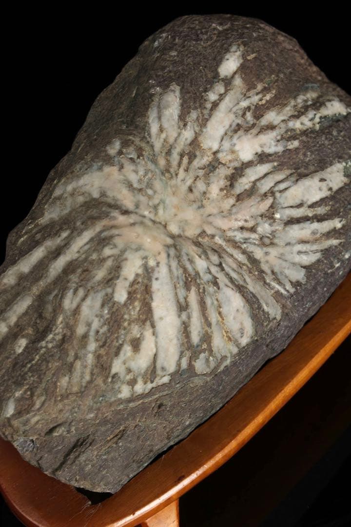 菊花石 菊紋石 一輪 白菊 台座付 2.2kg 鑑賞石 原石 水石 盆石 飾石