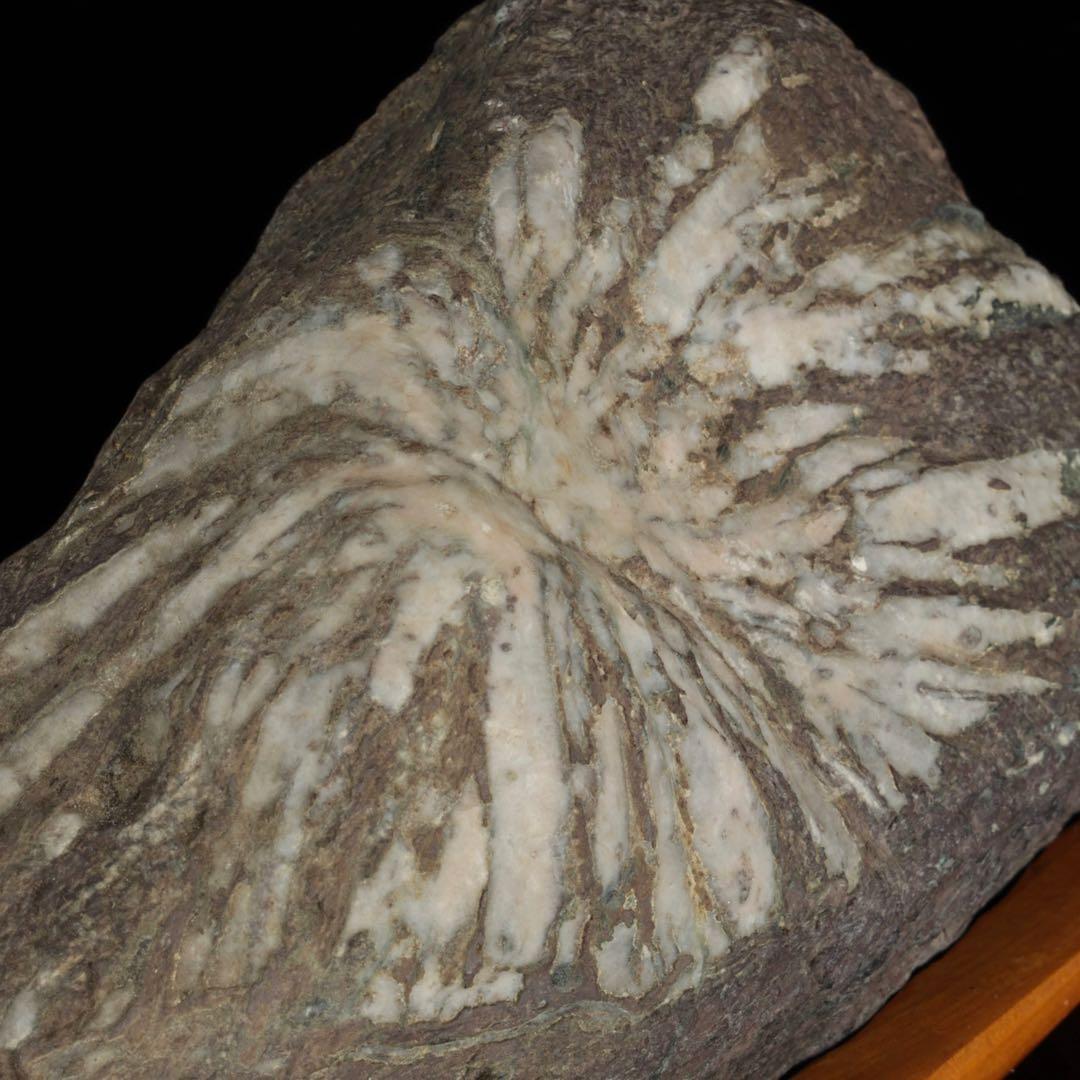 菊花石 菊紋石 一輪 白菊 台座付 2.2kg 鑑賞石 原石 水石 盆石 飾石