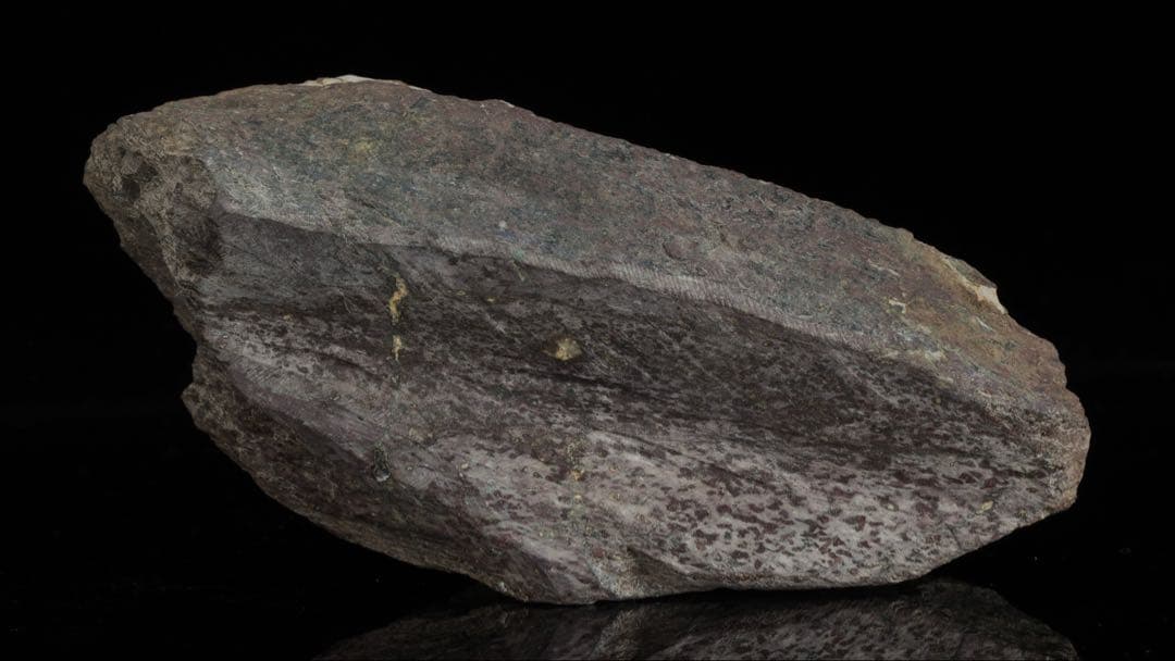 菊花石 菊紋石 一輪 白菊 台座付 2.2kg 鑑賞石 原石 水石 盆石 飾石