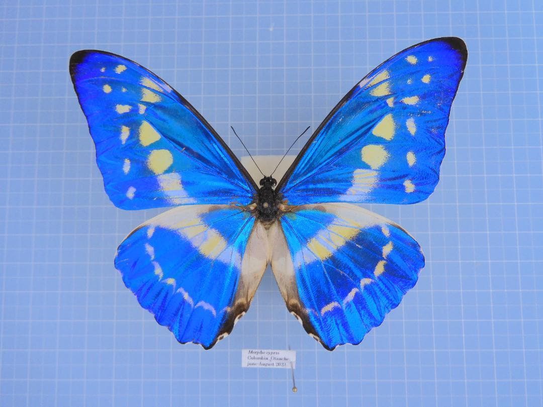 キプリスモルフォ　109mm