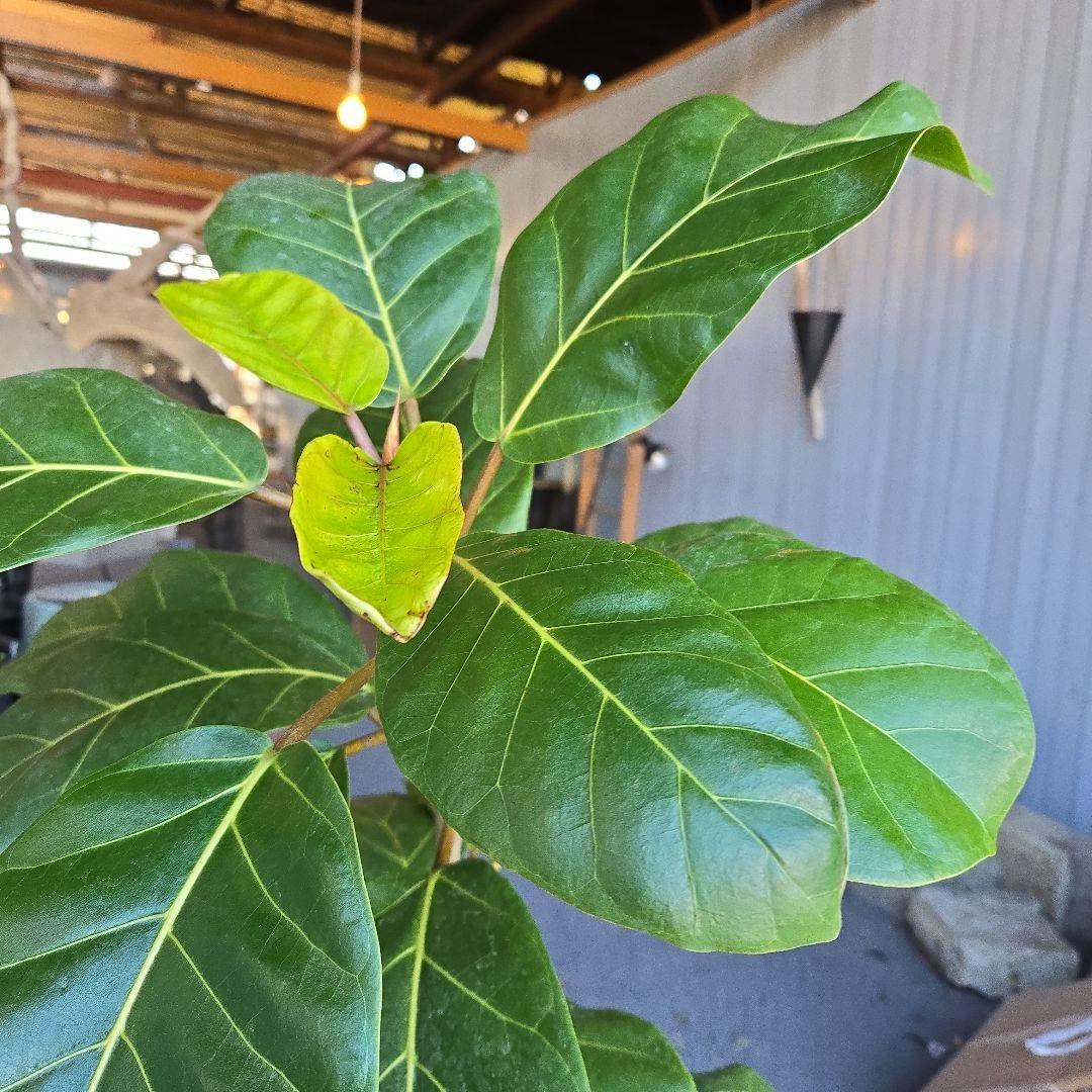 ⑦　フィカス　アフリカンプリンセス　曲がり仕立て8号特大苗木最高等級極上品‼️