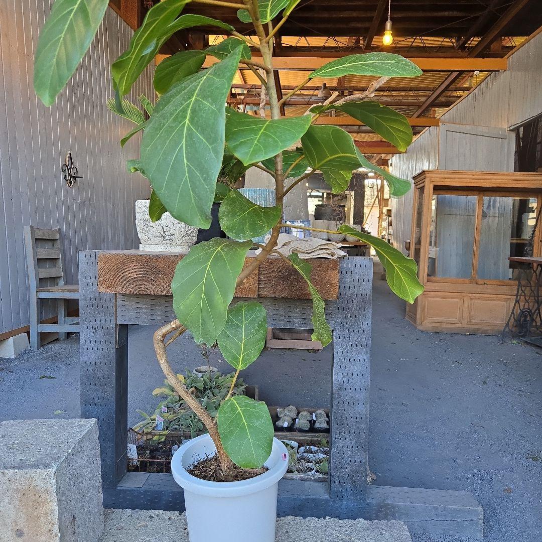 ⑦　フィカス　アフリカンプリンセス　曲がり仕立て8号特大苗木最高等級極上品‼️