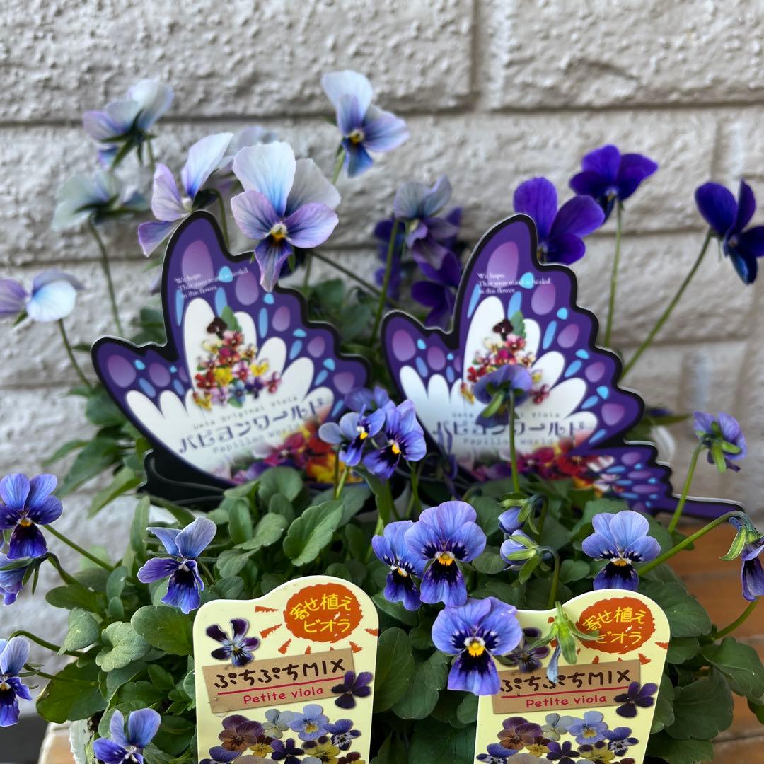 あき ビオラ♡パンジー