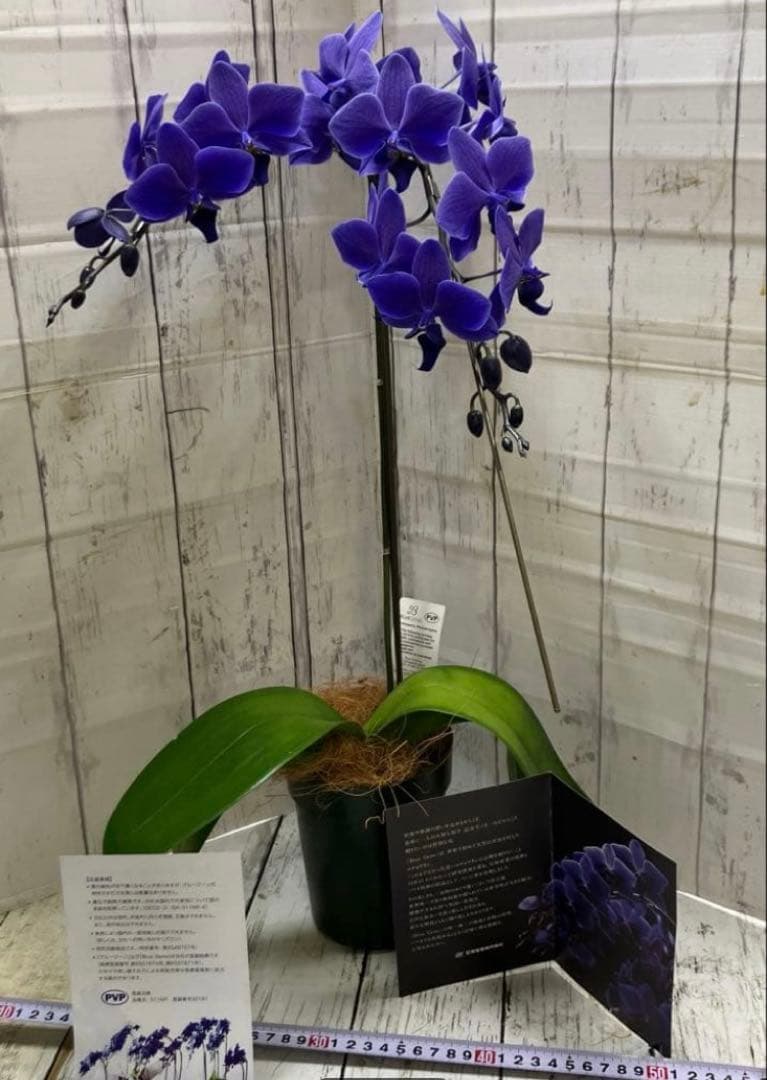 ②正規品　希少品種　胡蝶蘭　コチョウラン　ファレノプシス　ブルージーン　パープル