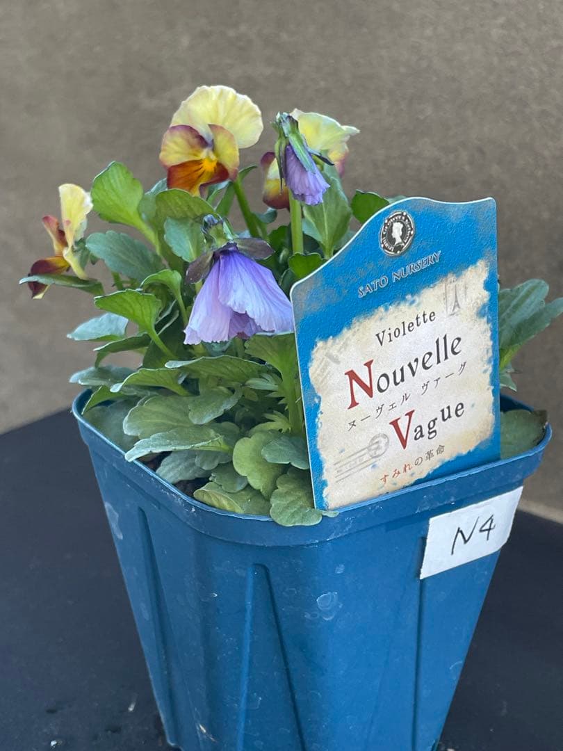 【花苗】サトウ園芸　ヌーヴェルヴァーグ　Nouvelle Vague N 4