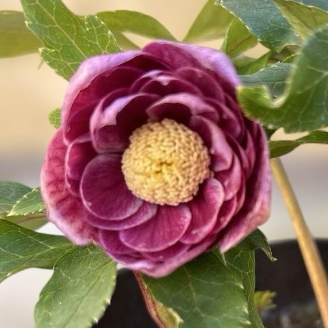 広瀬園芸　ソレイユ系オーレアグラデーションdd開花株　多弁　クリスマスローズ