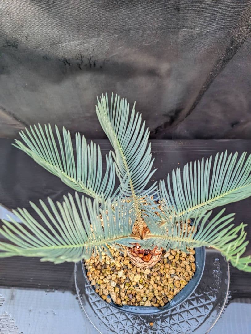 決算創業祭 お買い得 サイカスカイルンシアナ スーパーブルー ドワーフ 過去最安