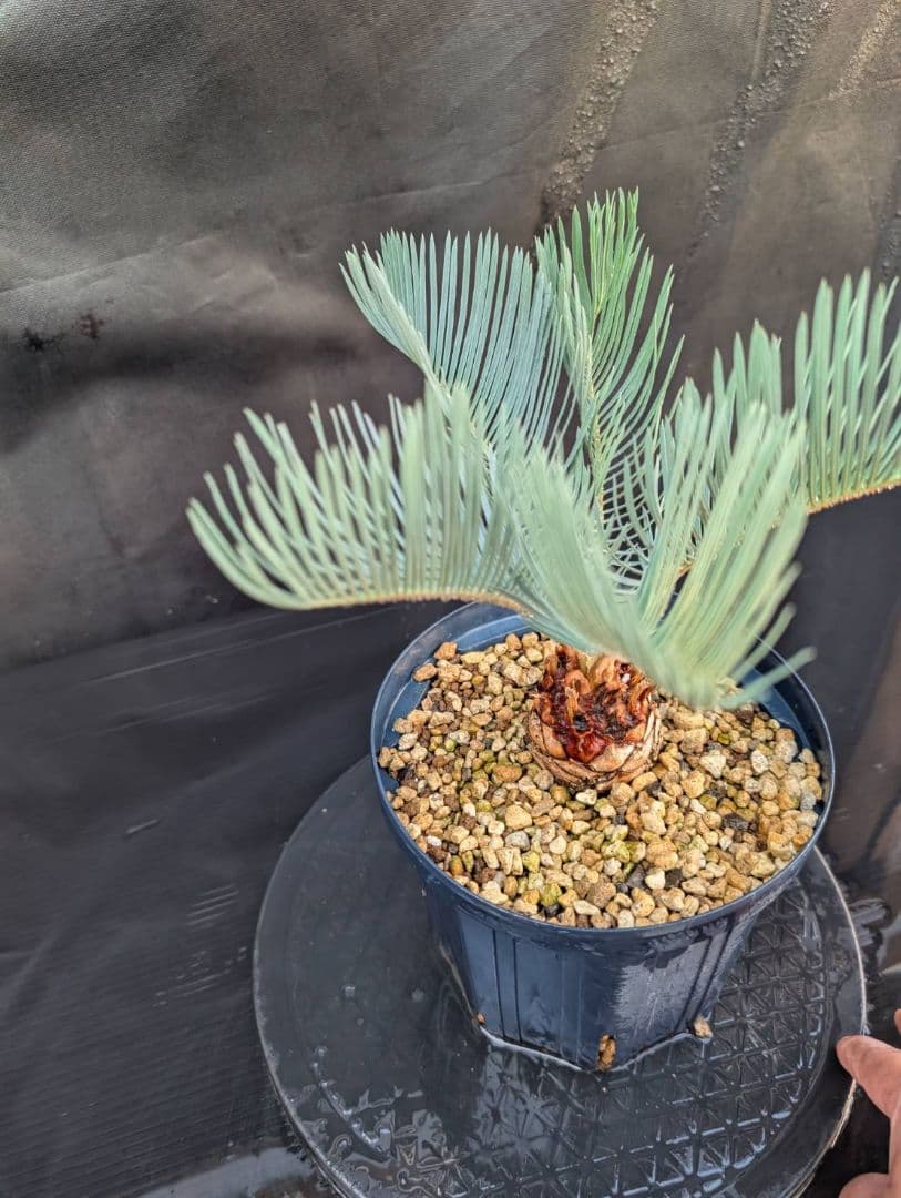 決算創業祭 お買い得 サイカスカイルンシアナ スーパーブルー ドワーフ 過去最安