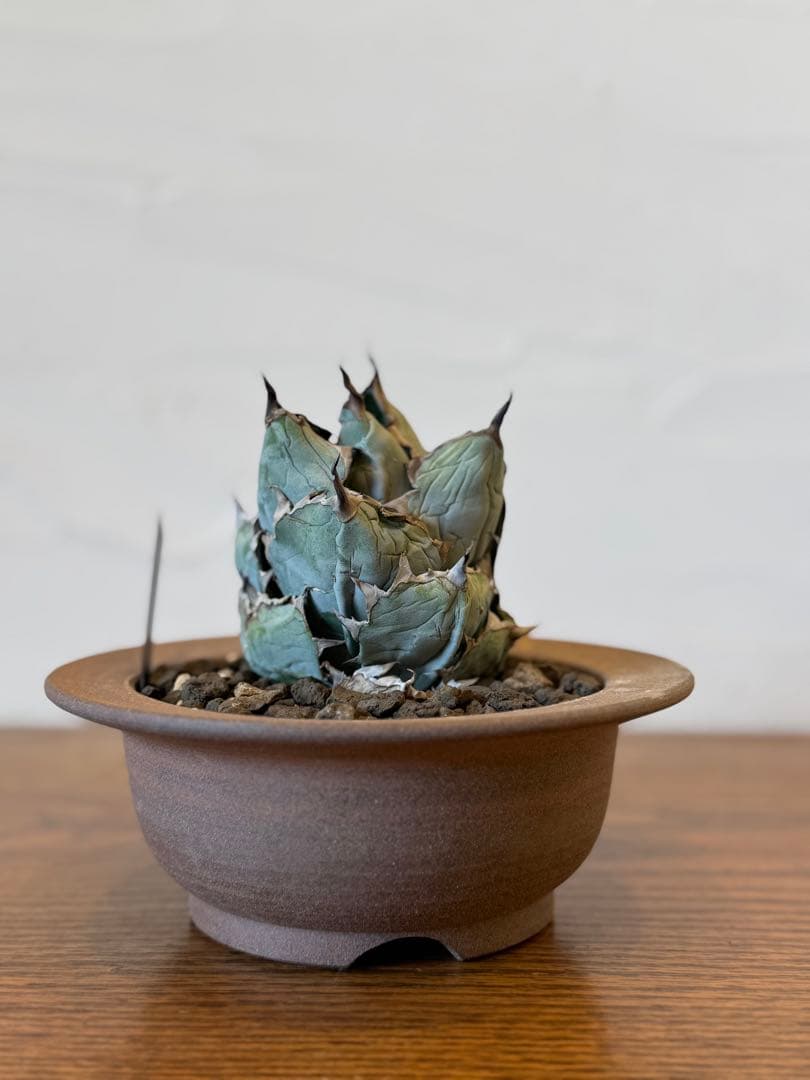 ブラックアンドブルー BB ボールタイプ【小石原焼鉢】【発根済み】