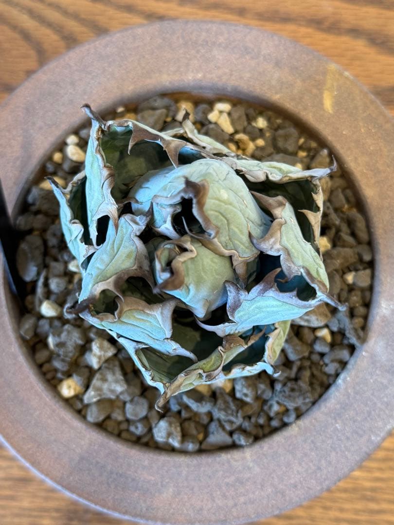 ブラックアンドブルー BB ボールタイプ【小石原焼鉢】【発根済み】