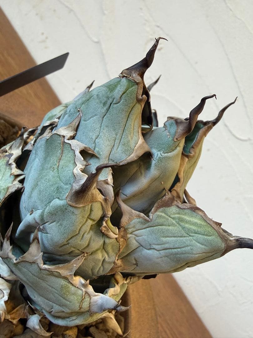 ブラックアンドブルー BB ボールタイプ【小石原焼鉢】【発根済み】