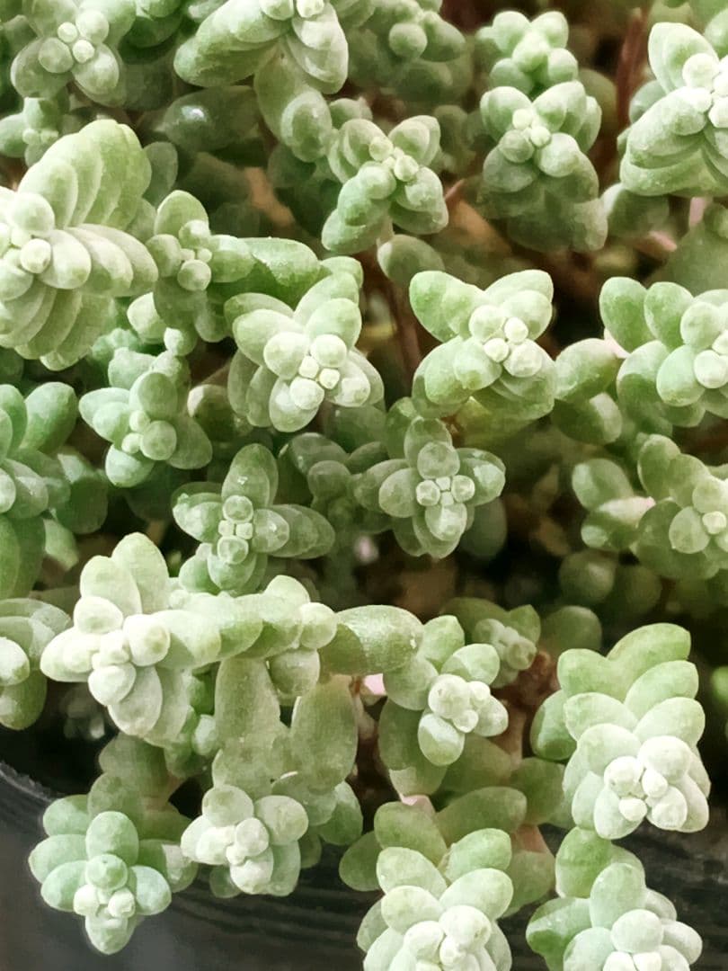 多肉植物 セダム　木立性ブレビフォリウム　そよ風の天使　10カット