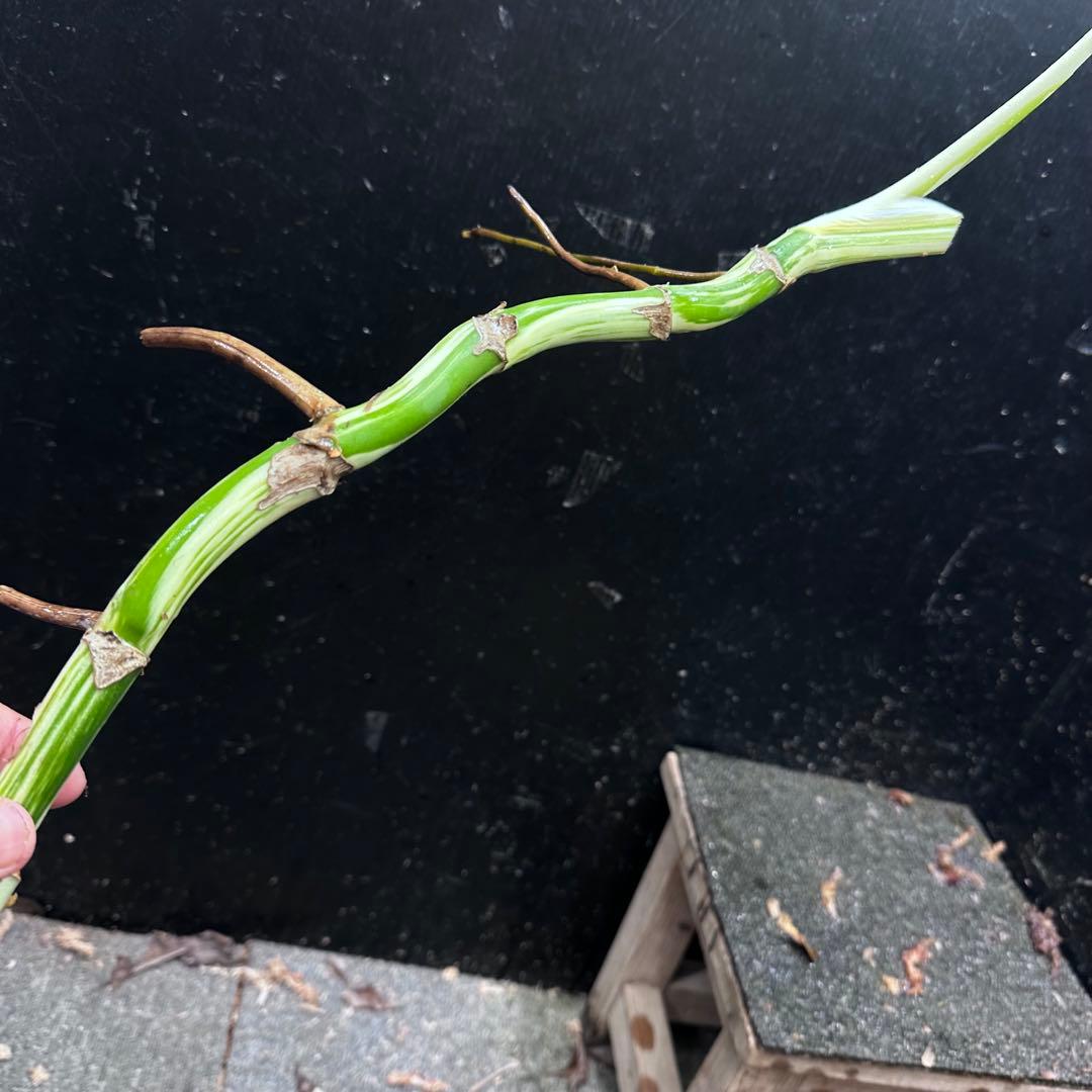 よ*ー様 斑入りモンステラホワイトタイガー茎3株おまとめ