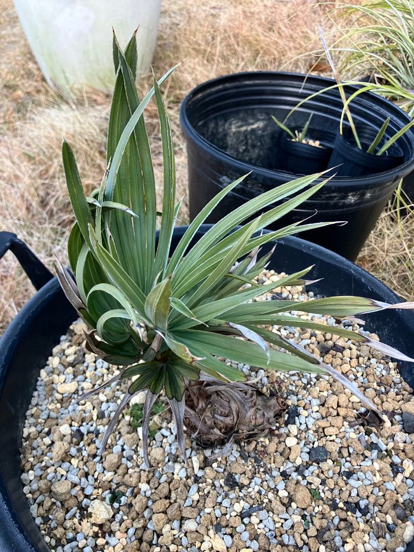 トリスリナックスカンペストリ　トリスリナクス　ヤシ