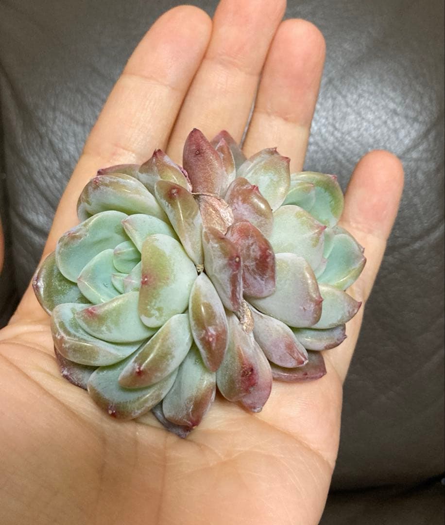 多肉植物　韓国苗　大量　200苗