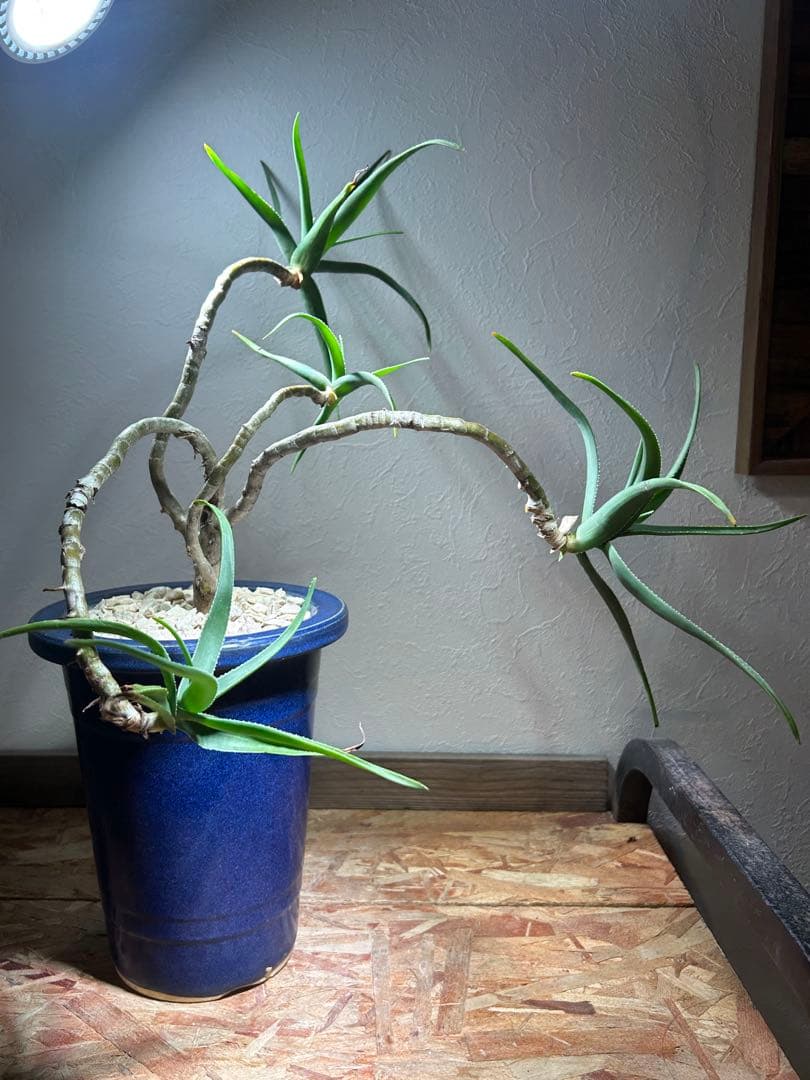 特大　アロエ　ストリアツラ　特殊樹形　陶器鉢のまま発送　ドライガーデン