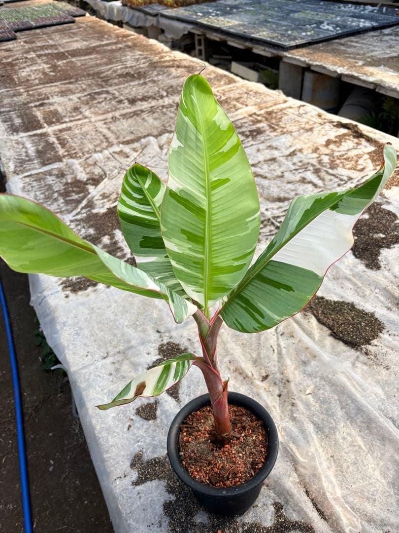 バナナ斑入り　アエアエ　美株②