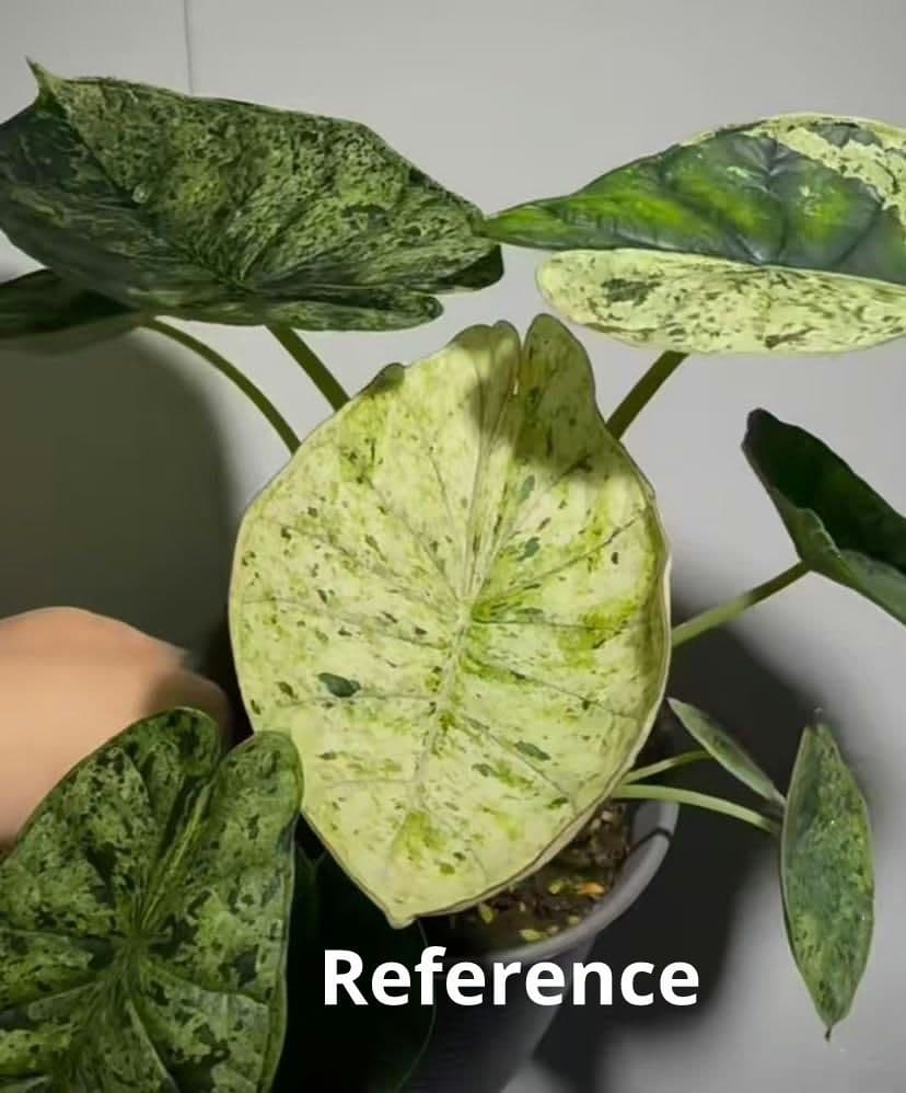 アロカシア ドラゴンスケールミント 6本セット