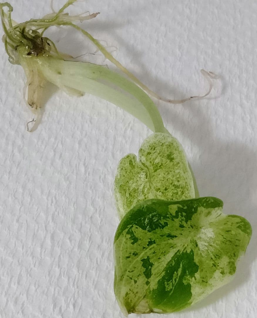 アロカシア ドラゴンスケールミント 6本セット