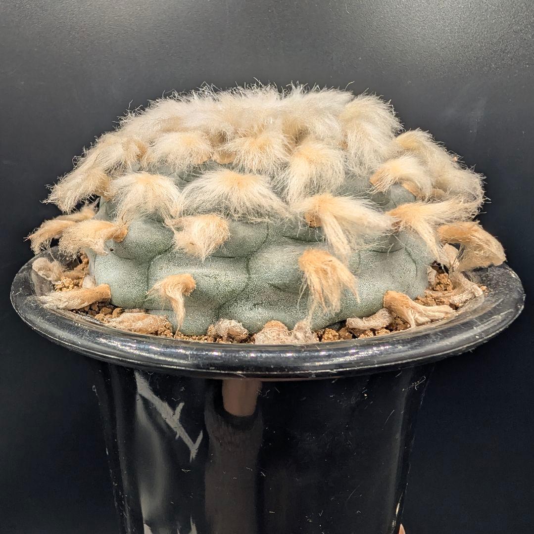 B*k様 ロホホラ 烏羽玉 鉢植え メルカリ便送料込み