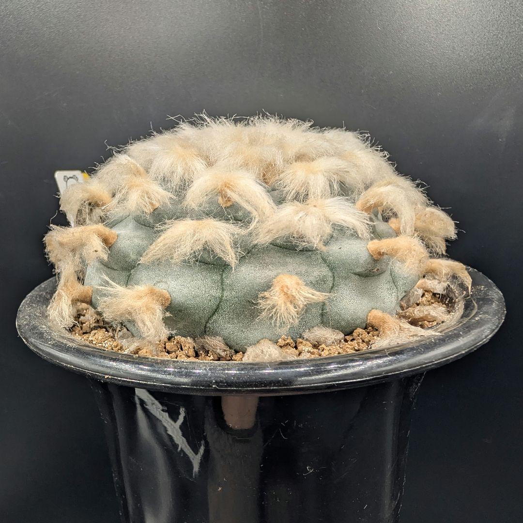 B*k様 ロホホラ 烏羽玉 鉢植え メルカリ便送料込み