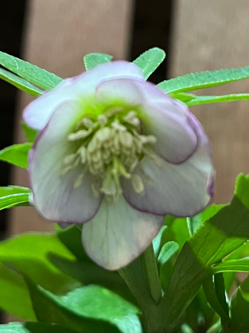 クリスマスローズ　ベビードール　横山園芸