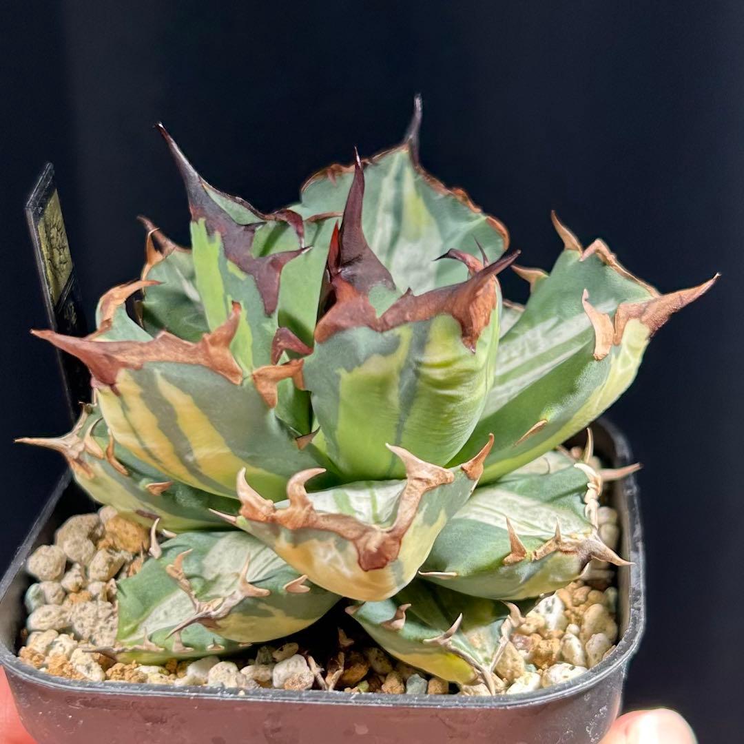 【美発色】アガベ チタノタ 姫厳龍 白縞斑 美株コンパクト