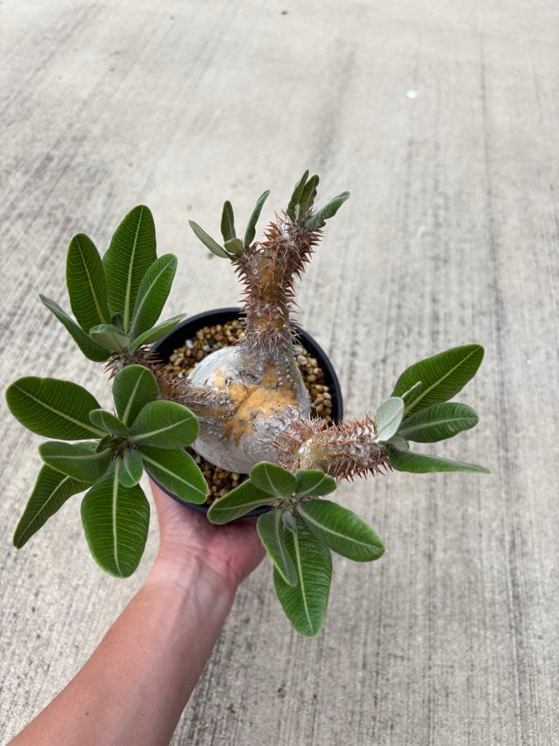 パキポディウム　ブレビカリックス