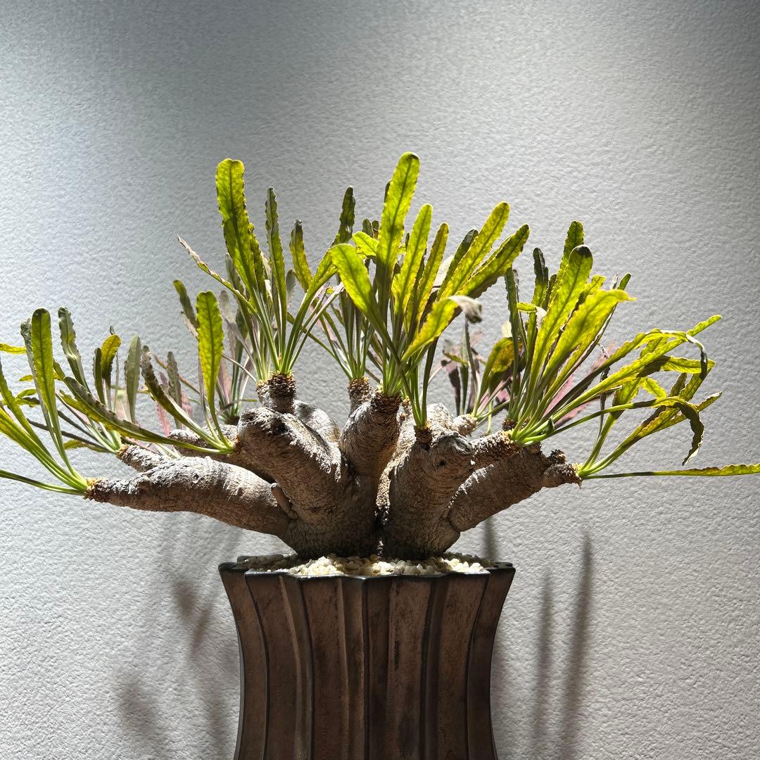 ユーフォルビア　クリスパ　現地株